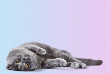 Cute young domestic cat on background