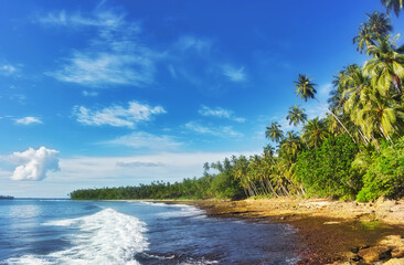 Palm trees along a tropical beach