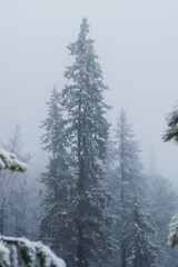 Obraz premium Silhouette of fir tree tops in fog