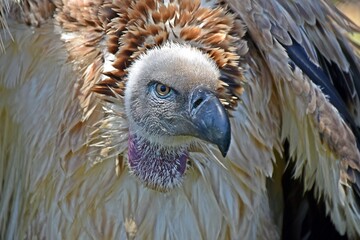 Close up of large brown Cape vulture