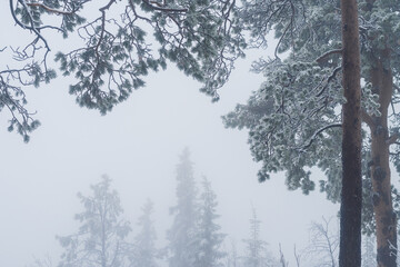 Silhouette of fir tree tops in fog