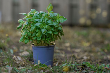 Fresh, juicy green spinach growing in soil in a greenhouse. Leaves for diet food and vegetarianism, healthy food