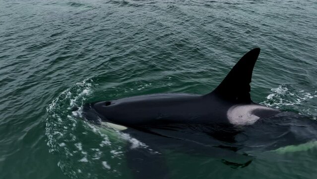 A black killer whale emerges from under the water. Aerial photography at a low altitude of 4k. Dark greenish water. Wildlife.