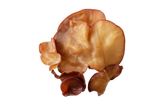 Top view of Jelly mushroom, black jelly fungus, wood ear mushroom or Auricularia auricula-judae isolated on white background included clipping path.