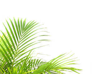 tropical green palm leaf on transparent background png file