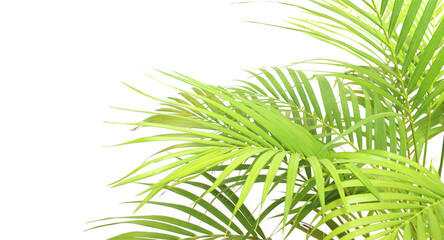 Fototapeta na wymiar tropical green palm leaf on transparent background png file