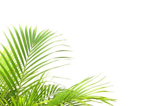 tropical green palm leaf on transparent background png file