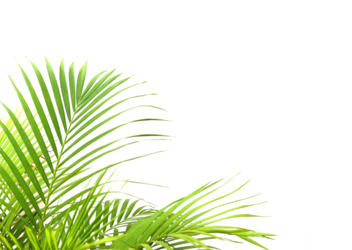 tropical green palm leaf on transparent background png file