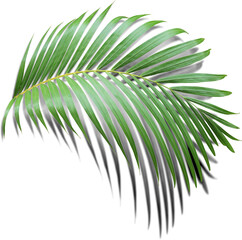 Obraz premium green leaf of palm tree with shadow on transparent png file