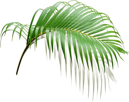 Green Leaf Of Palm Tree With Shadow On Transparent Png File