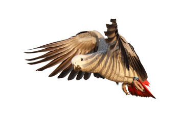 African gray parrot flying isolated on transparent background png file