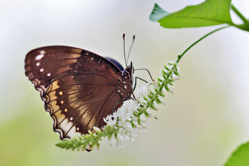 Obraz na płótnie Canvas butterfly in the garden macro