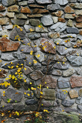 yellow autumn tree on a stone background