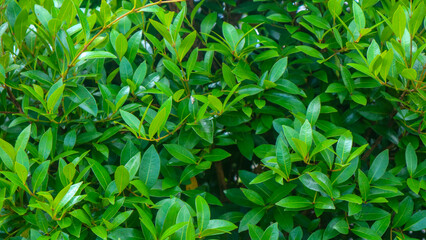 beautiful green foliage as background