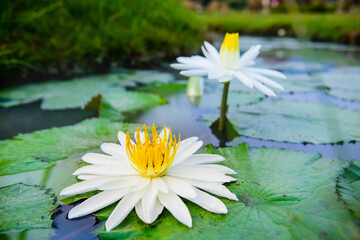 White lotus flower in the stream