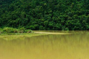 Fototapeta premium green tree at the lake