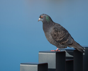 A Common Grey Pigeon is Resting on a Balustrade by the Lake