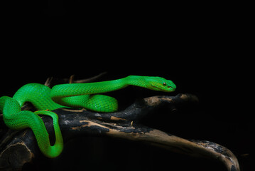 green insularis on a black background