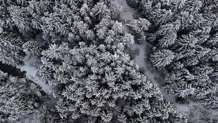 Winterwald mit Schnee bedeckt. Sonnige Winterlandschaft von oben aus der Luft. Drohnen Luftaufnahme vom Wald im Winter. Bäume mit Schnee bedeckt.
