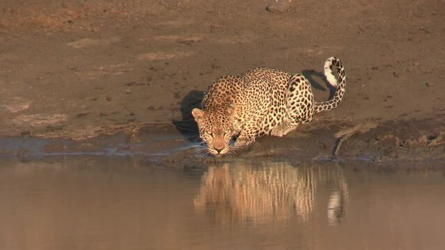 Young Leopard Drinking Water From Pond in African Wilderness