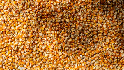 heap of corn kernels as background