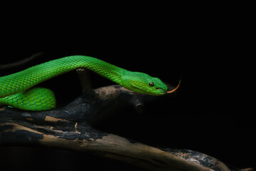 green insularis tree python