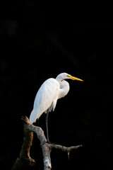Egret perched on a branch on a black background