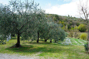 Typical Tuscan scenery with wineries, olive trees, and rolling hills