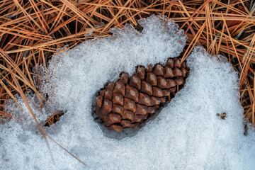 Pine Cones in the Snow