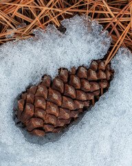 Pine Cones in the Snow