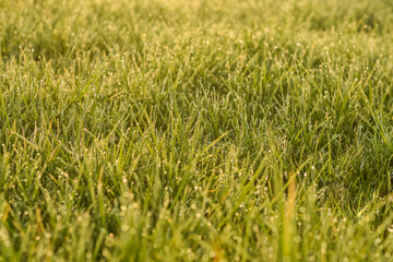 Grass. Fresh green spring grass with dew drops closeup, Sun, Soft Focus, Abstract Nature Background