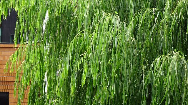 green willow tree  on street of Kyoto, Japan.
