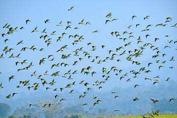 A large flock of wild Budgerigar parrots flying over feeding on paddy field of Bangladesh.