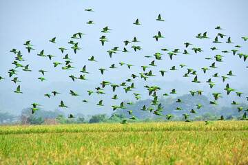 A large flock of wild Budgerigar parrots flying over feeding on paddy field of Bangladesh.