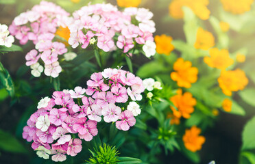 Pink flower garden background, nature concept background, spring and summer season