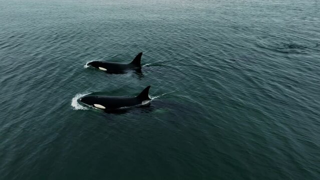 Three killer whales emerge from under the dark water. Wild underwater life.