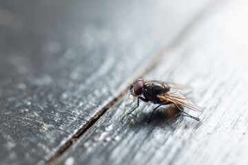 a fly landed on the table