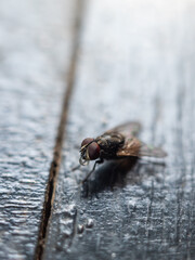 a fly landed on the table