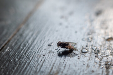 a fly landed on the table