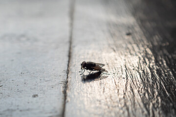 a fly landed on the table
