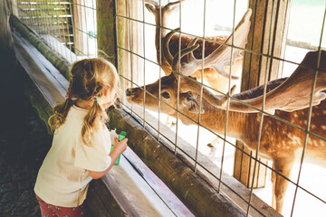 Adorable cute preschool girl feeding little wild deer in a wild animal forest park. Happy child...