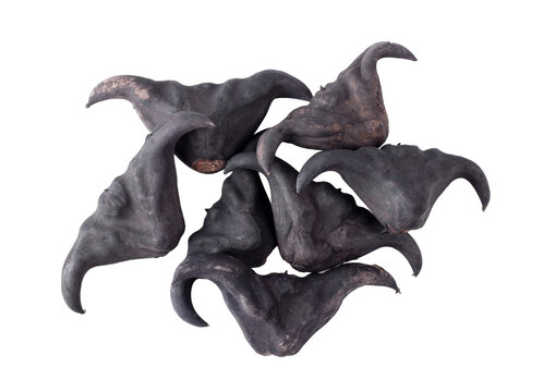 Water chestnut, Water caltrops on transparent png