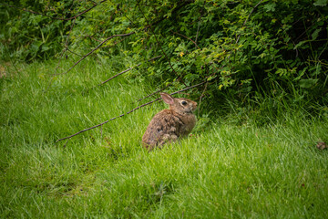 Eastern cottontail