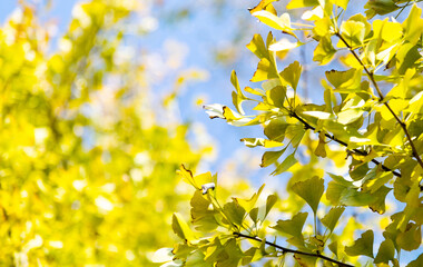 Close up of ginkgo leaves in the park