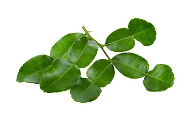 Fototapeta na wymiar Bergamot leaf isolated on transparent png