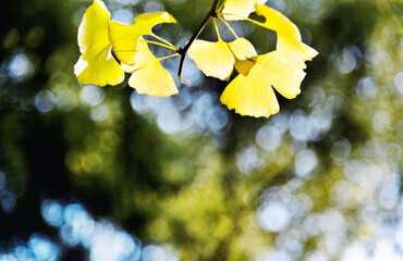 Close up of ginkgo leaves in the park