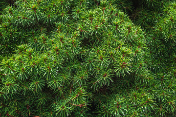 Background texture of spruce branches for a Christmas card. Beautiful fir branches. Natural texture of the coniferous background. Green coniferous background. Selective focus blur.