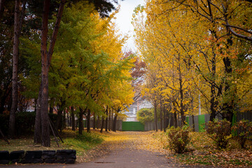 가을의 낙엽, 노란 단풍 나무 공원 풍경