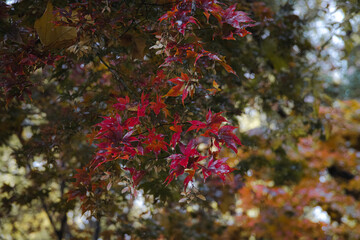 가을의 낙엽, 붉은 단풍 나무 공원 풍경