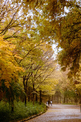가을의 낙엽, 노란 단풍 나무 공원 풍경